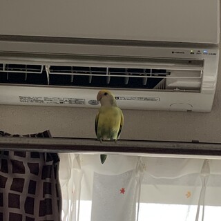 元気なコザクラインコです