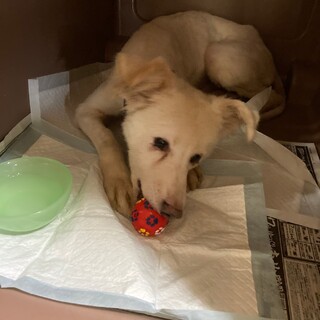 この子を助けてください。