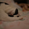 みかんのおかん