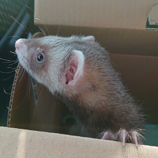 ６月末生まれフェレットくん里親さん募集☆