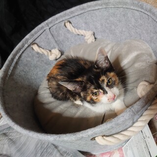 三毛猫マリアちゃん✨