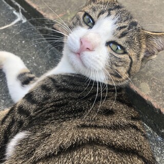 甘えん坊な猫ちゃん