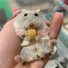 獰猛な噛みつきぷんちゃんです