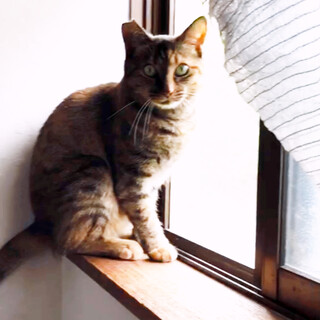 人の側にいたいサビキジちゃん