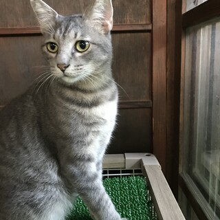 お陰様で良い里親さんが見つかりました