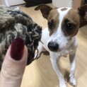里親さん検討中!一時中断してます