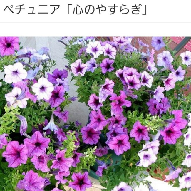 toto818のカバー写真