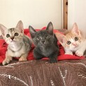 超甘えん坊美猫三兄妹ゴマ大豆