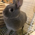 ネザーランドドワーフ　グレーのうさぎ募集