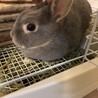 ネザーランドドワーフ　グレーのうさぎ募集 サムネイル2