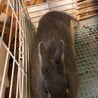 ネザーランドドワーフ　グレーのうさぎ募集 サムネイル3