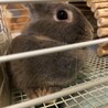 ネザーランドドワーフ　グレーのうさぎ募集 サムネイル4