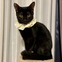 【10/24芝浦】超甘えん坊かわいい黒猫ジジコ