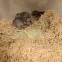 ゴールデンハムスター4匹の里親様を探しています。