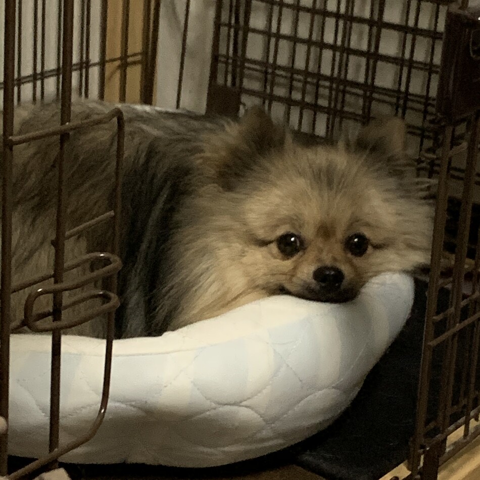 CORのカバー写真