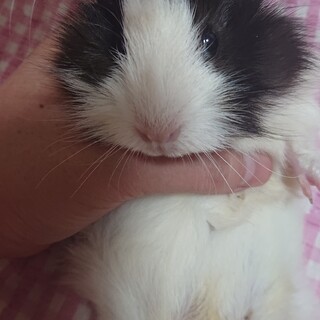 モルモット ベビー(メス)