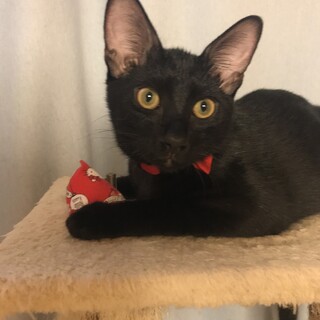 ツヤツヤな毛並み甘えたさんじ君♡