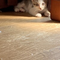 まだ決まってないです…