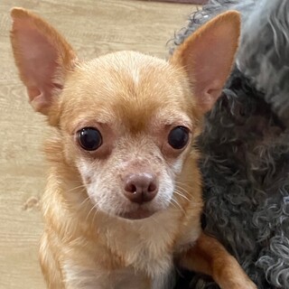 天真爛漫な甘えん坊さんです。