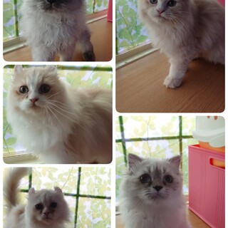 家族にしてください