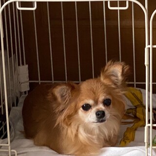 ビビりさんですが手のかからない大人しい女子です。