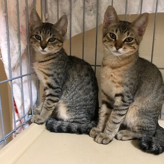 とっても可愛いキジトラの兄妹
