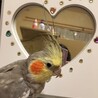 むぎもか