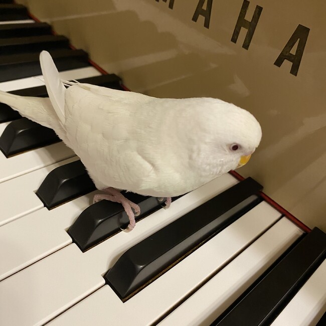 むぎもかのカバー写真