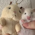 白ぽいゴルハムちゃん(男の子)