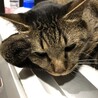 考え事をしているかげとら君？