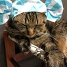 ナイトキャップ