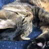寝顔が可愛い