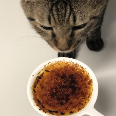 クンクン♪美味しそうな匂いだにゃ