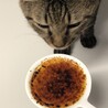 クンクン♪美味しそうな匂いだにゃ