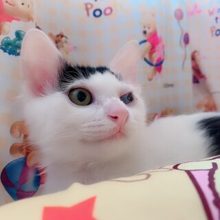 長毛の男の子【つなまよ】くん・3ヶ月