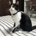 抱っこ大好き❣️ハチワレるなちゃん❣️