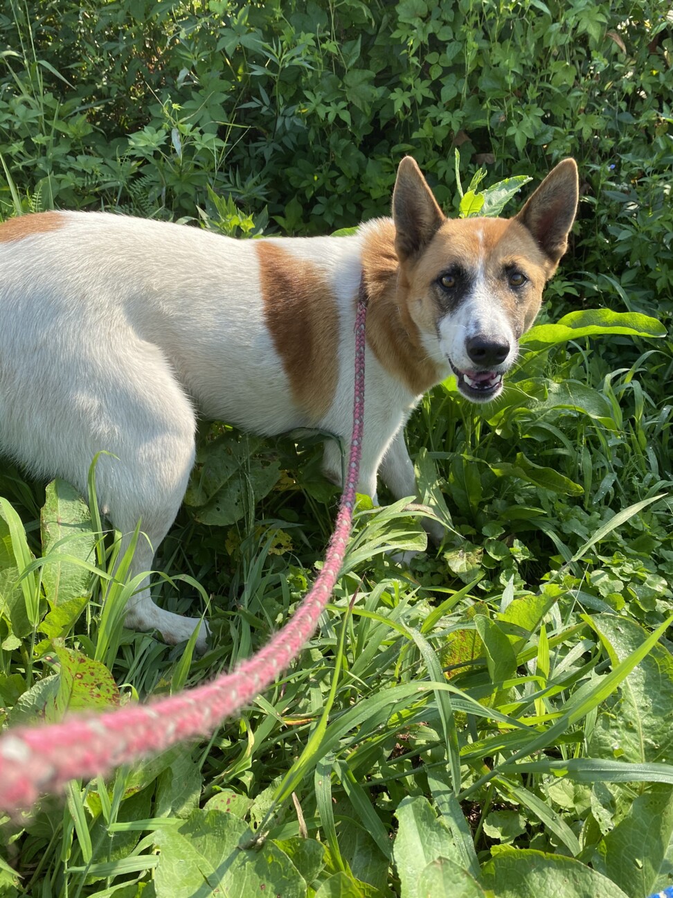 イケメン 五百 いお く 栃木県 犬の里親募集 2467 ペットのおうち 月間利用者150万人