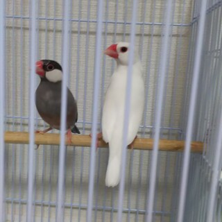 文鳥さんの里親を募集します