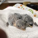 コザクラインコの雛ちゃん飼い主募集