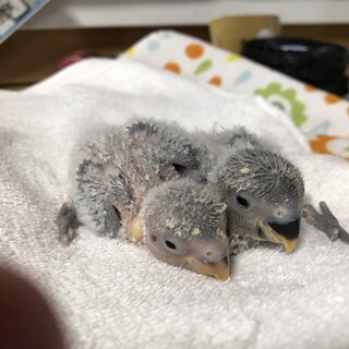 コザクラインコの雛ちゃん飼い主募集