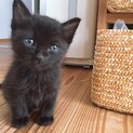 里親様を募集しています  黒猫