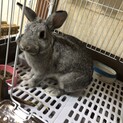 チョコビちゃん