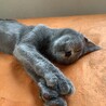 ロシアンブルー似のルナ一 サムネイル4