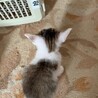 自分が持病がある為里親様を募集しました… サムネイル2