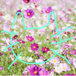 久留米市/猫の譲渡会　くるめ動物応援団