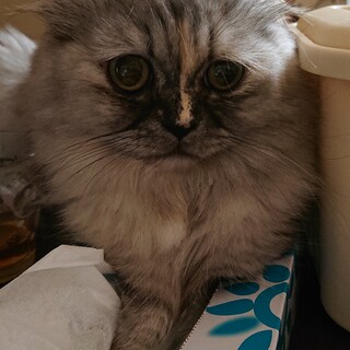 家族に迎えてください。