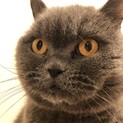 猫らしいマダム猫