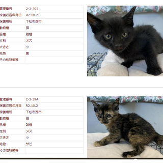 本当に可愛い３兄妹。