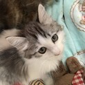 一時停止中♥舞い降りたプリンセス♥長毛キジ白
