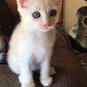 性格の可愛い甘えんぼ子猫